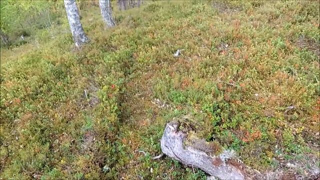 Сбор и чистка от мусора брусники