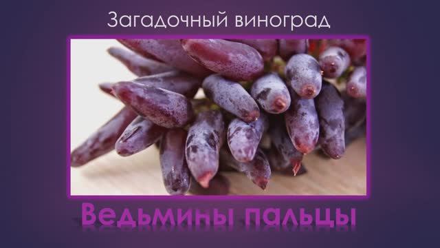 Сорт винограда ведьмины пальцы фото и описание