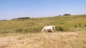 Ахалтекинец Шалахан в табуне