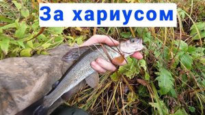 На таёжную реку за хариусом. Часть 1.