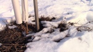Зимовка Абрикосов на Холмиках