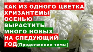 Как из одного цветка хризантемы осенью вырастить много новых растений хризантем на следующий год?