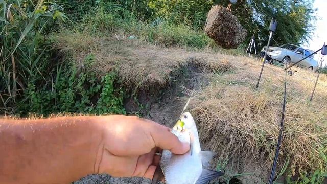 Рыбалка на Кубани. Рыбалка в августе. Выехали на сазана,а тут подлещик дал жару.Ловля на макушатник