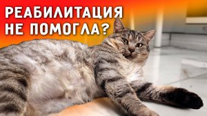 Чаку не помогла реабилитация, забираю его и отдаю на отправку в Питер. Уезжаем домой, потеряли багаж