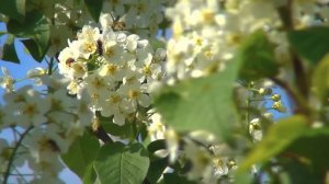 Ринас  Шигапов - Шомырт Чәчәк атканда"