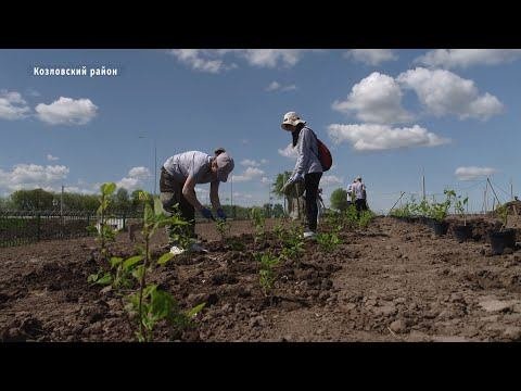 Журналисты Чувашии посадили кустарники в мемориальном комплексе