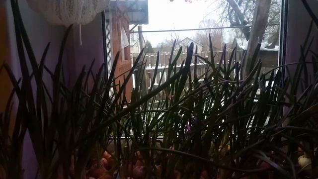 Зеленый лук на подоконнике зимой. смотреть онлайн