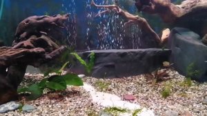 КОРЯГИ ДЛЯ АКВАРИУМА КАК ПОДГОТОВИТЬ