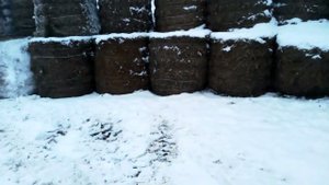 Лошадки на зимовке- тебенёвке :)