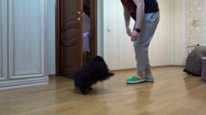 НЕ ПОКУПАЙ ПОМЕРАНСКОГО ШПИЦА пока не посмотришь это видео!!!