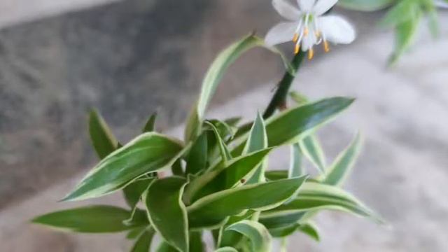 "10 Houseplants for a healthy home"!🪴||Part-1||