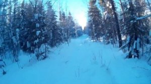 На снегоходе по зимнему лесу