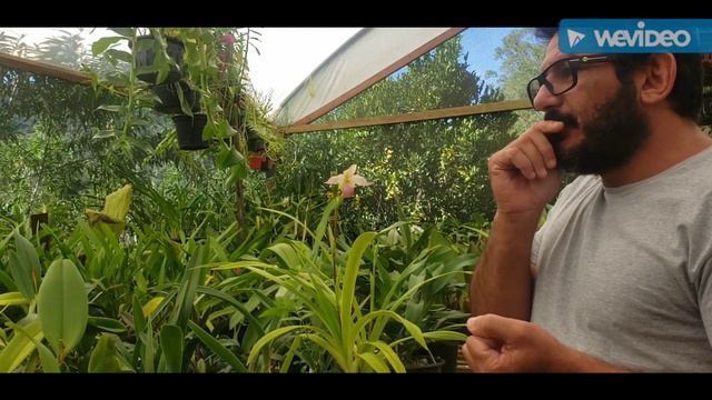 Cultivo de Orquídeas especiais, substrato úmido. смотреть онлайн