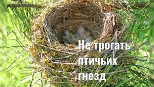 Правила поведения в лесу для детей. ДК Шубинка
