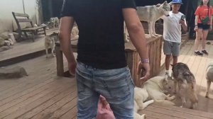 Хаски-парк на Красной поляне в Сочи
