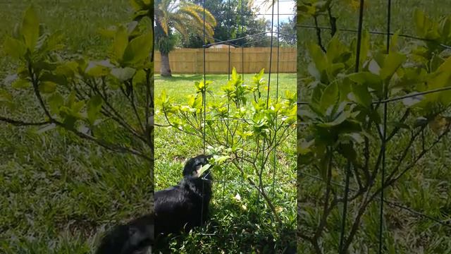 Dachshunds love gardenias смотреть онлайн
