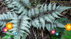 Кочедыжник ниппонский Пьютер Лейс. Краткий обзор athyrium niponicum pewter lace Pewter lace