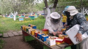 Нуклеусы-заселение пчел и маток...Пчелопакеты, пчеломатки: карника, бакфаст. т. 89603022455
