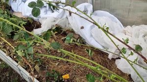 Ежевика ремы Блэк Джем, Прайм Арк 45 после зимы в теплице