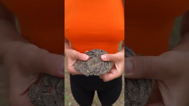 Shock!😱! GIRL uses cow POOP!🐄💩#camping #survival #bushcraft #outdoors #lifehack.mp4