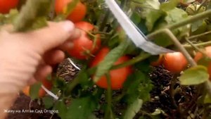 Обзор томатов в открытом грунте.Сибирские сорта.Томаты для лентяев.Урожай 2020.