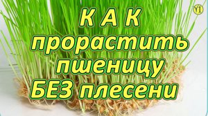 Как прорастить пшеницу без плесени. Наталья Литвинова и проект "Живая Пища" (видео 201)