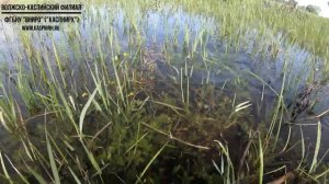 Нерест рыб низовьев Волги