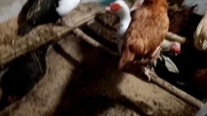 курятник зимой без обогрева на бактериях