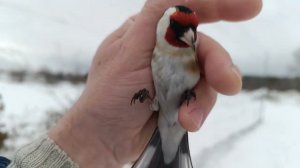 Ловля щеглов,Fishing for goldfinches 3.03.2024.