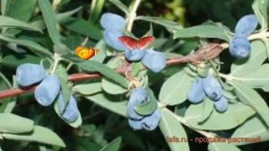 Жимолость съедобная Герда (lonicera edulis gerda) ? Герда обзор: как сажать, саженцы жимолости Герд