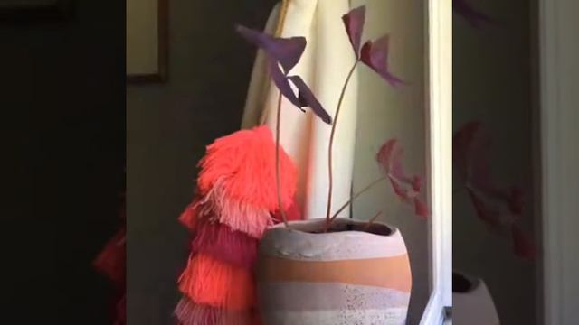 Движение кислицы