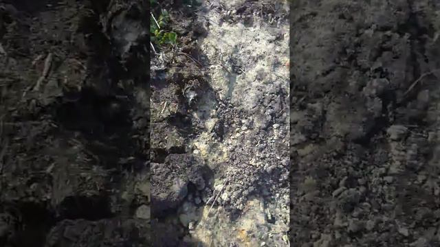 Дачники Украины!! Не качественные саженцы!! Не ошибайтесь как я!! смотреть онлайн