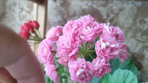 Обзор цветущих пеларгония на 26.07.2023