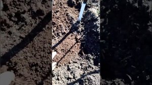 Ореховый сад. Начало второго года.