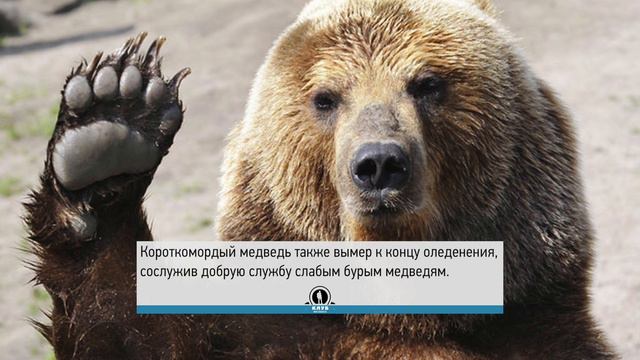 Монстры ледникового периода