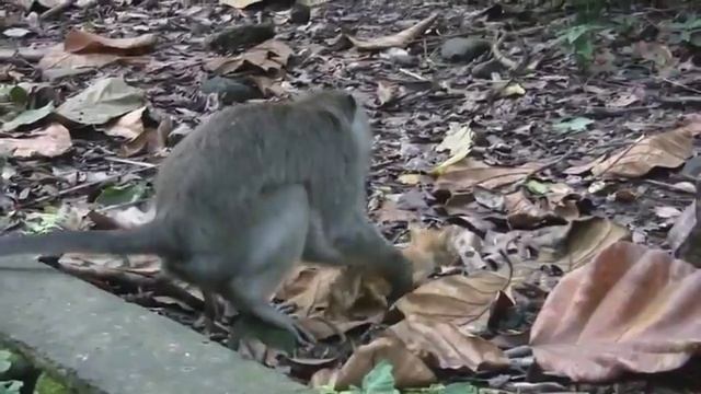 Обезьяна смешно нянчится с котёнком =)) смотреть онлайн