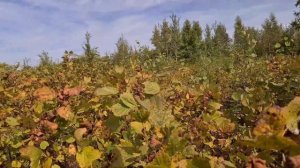 НАБРАЛ ВЕДРО ОРЕХА ЛЕЩИНЫ. ЖИЗНЬ В ДЕРЕВНЕ. Сбор ореха