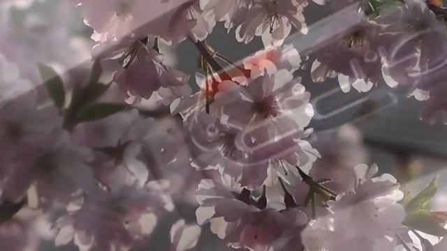 Desmoheart - GPR Ducati Monster 821 Slip-on Exhaust "M3 Carbon" (EU homologated) смотреть онлайн