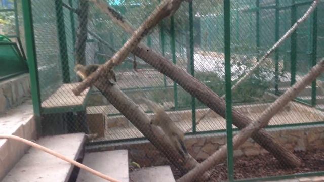 ПРИКОЛЫ С ЕНОТАМИ ,прикольные еноты в уличном вальере или еноты носухи смотреть онлайн