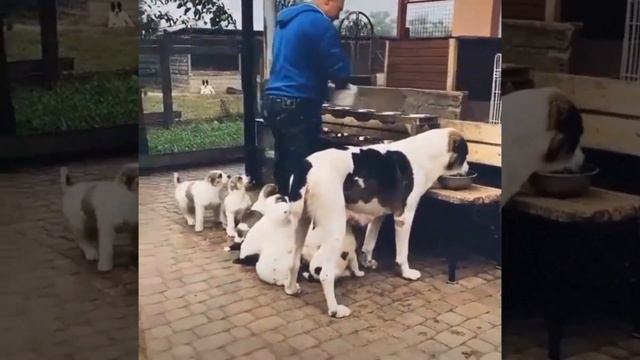 Сообразительный щенок.