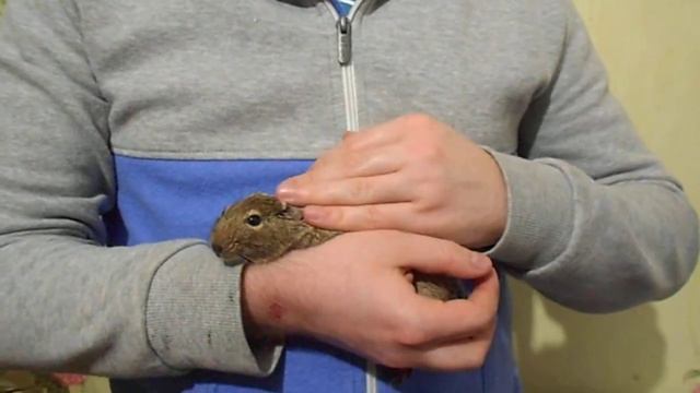 Дегу не хочет сидеть на руках! Что делать? Как правильно держать дегу на руках? смотреть онлайн