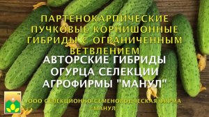 Партенокарпические пучковые корнишонные гибриды с ограниченным ветвлением селекции Агрофирмы "Манул"