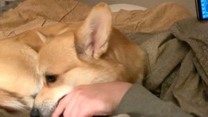 Полизал руку, а потом начал ее ЖЕВАТЬ😱🐶