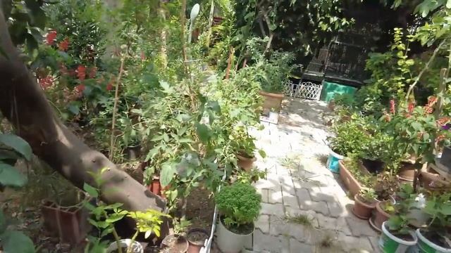 Экзотические растения в моем саду смотреть онлайн