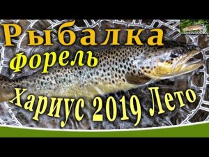 Форель. Хариус. Малая река. Рыбалка в Ленинградской области АВГУСТ 2019.
