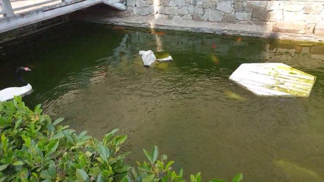 Черношейный лебедь. смотреть онлайн