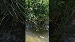 Ловлю рыбу руками на воронежском водохранилище ))))