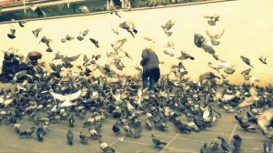 Feeding pigeons in the Paris / кормление голубей в Париже