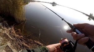 Бонусная щука на тонкую деликатную снасть. Осенняя ловля окуня на ультралайт. Favorite Team.