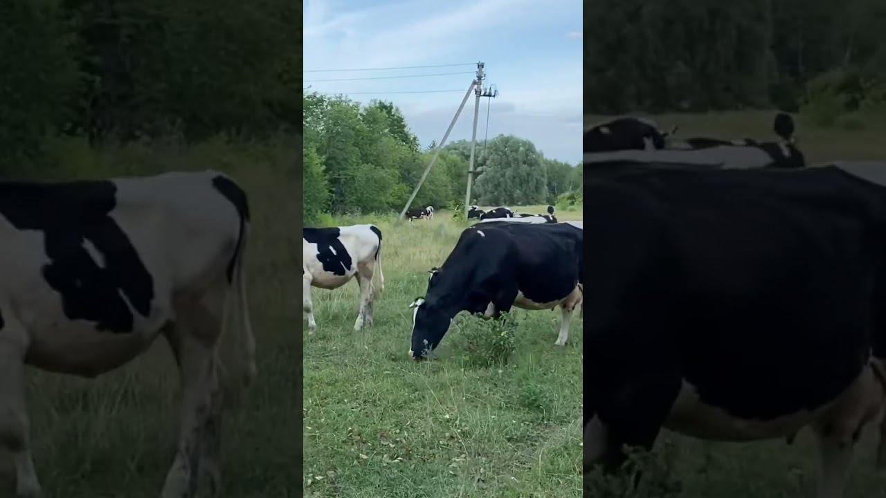 Тёлочки окружили не пройти смотреть онлайн